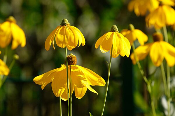 Blühender Gelber Sonnenhut (Rudbeckia), Blumen, Deutschland, Europa
