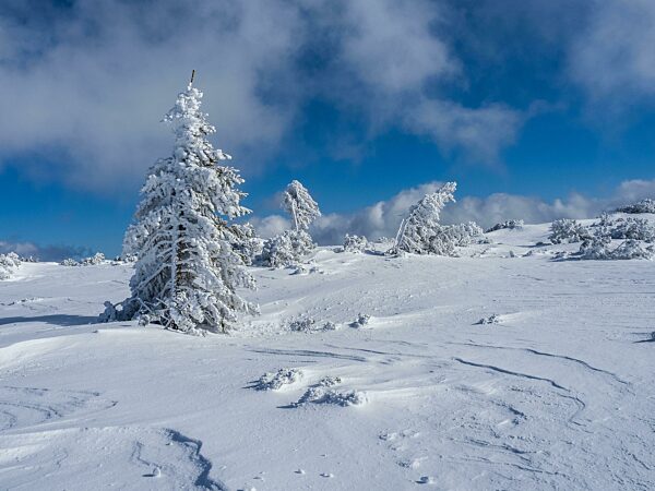 Blauer Himmel über Winterlandschaft, verschneite Bäume, Lawinenstein, Tauplitzalm, Salzkammergut, Steiermark, Österreich, Europa