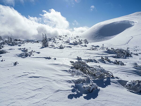 Blauer Himmel über Winterlandschaft, verschneite Bäume, Hochplateau am Lawinenstein, Tauplitzalm, Steiermark, Österreich, Europa