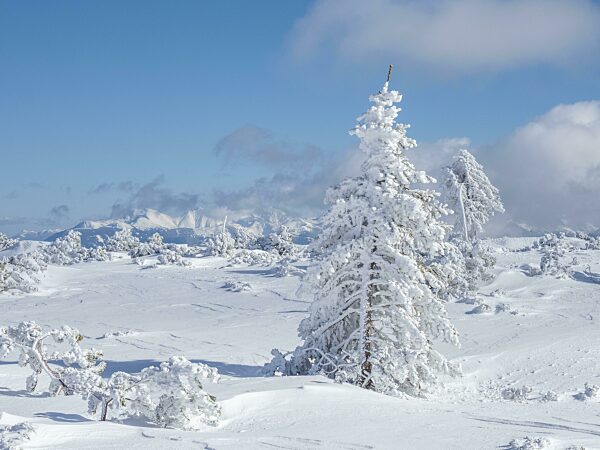 Blauer Himmel über Winterlandschaft, verschneite Bäume, Hochplateau am Lawinenstein, Tauplitzalm, Steiermark, Österreich, Europa