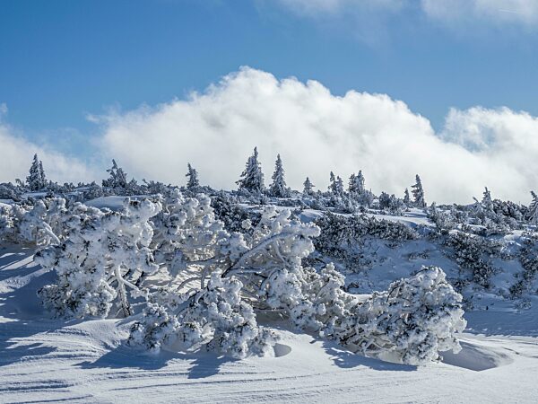 Blauer Himmel über Winterlandschaft, verschneite Bäume, Hochplateau am Lawinenstein, Tauplitzalm, Steiermark, Österreich, Europa