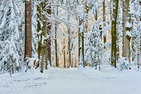 Verschneiter norwegischer Fichtenwald (Picea abies) im Nationalpark Bayerischer Wald, Bayern, Deutschland, Europa