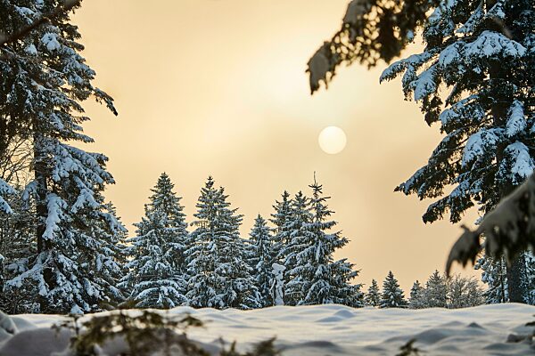 Verschneiter norwegischer Fichtenwald (Picea abies) im Nationalpark Bayerischer Wald, Bayern, Deutschland, Europa