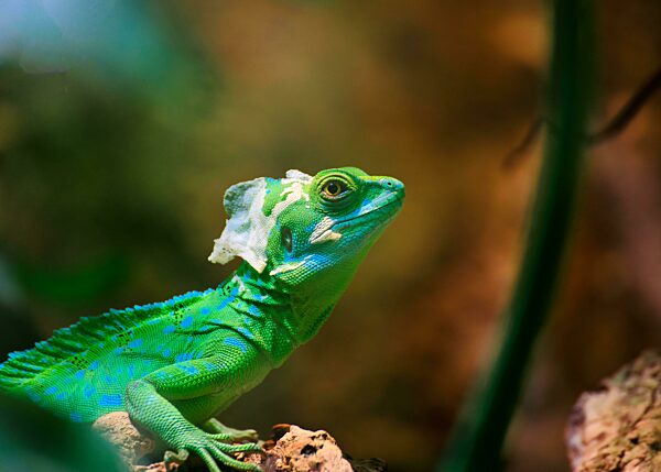 Stirnlappenbasilisk (Basiliscus plumifrons) Porträt, Leguanartig, Federbauschbasilisk, captive Vorkommen Mittelamerika, Zoo Basel, Schweiz, Europa