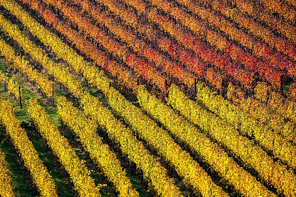 Weinanbau, Weinberg mit Rebstöcken, Herbstfärbung, Schriesheim, Baden-Württemberg, Deutschland, Europa