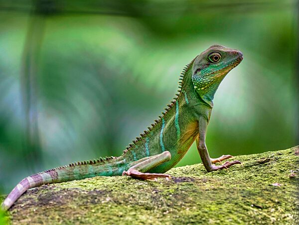 Grüne Wasseragame (Physignathus cocincinus), captive, Vorkommen Südostasien