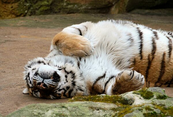 Amurtiger (Panthera tigris altaica), schlafend, captive, Vorkommen Osten Russlands, Korea, China, Asien