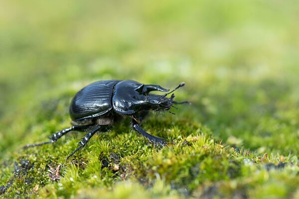 Stierkäfer (Typhaeus typhoeus), Männchen krabbelt über Moos, Naturschutzgebiet Heiliges Meer, Nordrhein-Westfalen, Deutschland, Europa
