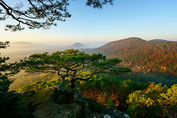 Pfälzer Wald, Morgenstimmung, Nebel, Rötzenfels, Pfalz, Rheinland-Pfalz, Deutschland, Europa