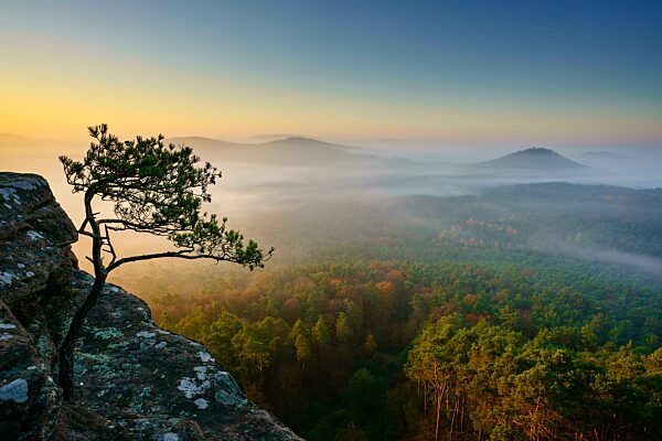Pfälzer Wald, Morgenstimmung, Nebel, Rötzenfels, Pfalz, Rheinland-Pfalz, Deutschland, Europa