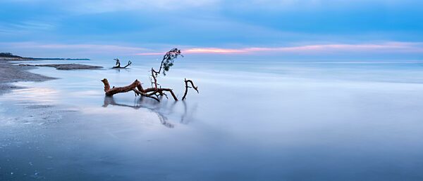 Panorama, Langzeitbelichtung, Strand der Ostsee mit entwurzeltem Baum im Winter, Weststrand Darß nach Sturm, Halbinsel Fischland-Darß-Zingst, Nationalpark Vorpommersche Boddenlandschaft, Mecklenburg-Vorpommern, Deutschland, Europa
