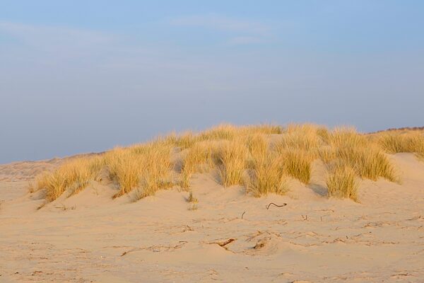 Dünen im Abendlicht, Juist, Töwerland, Ostfriesische Insel, Ostfriesland, Nordsee, Niedersachsen, Deutschland, Europa