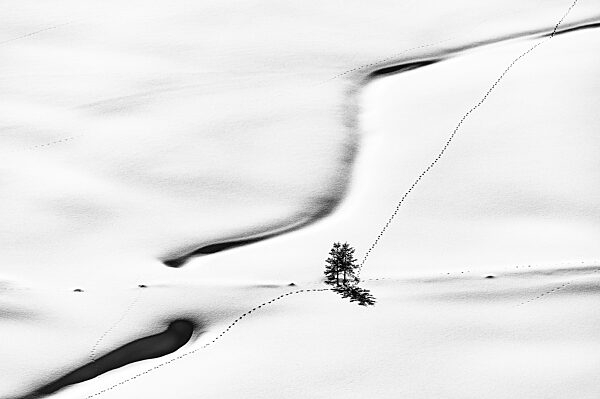 Tief verschneiter Bachlauf mit kleinem Baum und Tierspuren, Scharzwassertal, Ritzlern, Kleinwalsertal, Vorarlberg, Österreich, Europa