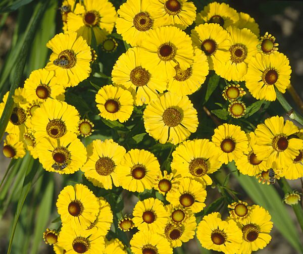 Sonnenbraut (Helenium) hybridum