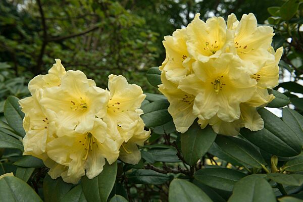 Rhododendron (Rhododendron) Hotei, Emsland, Niedersachsen, Deutschland, Europa