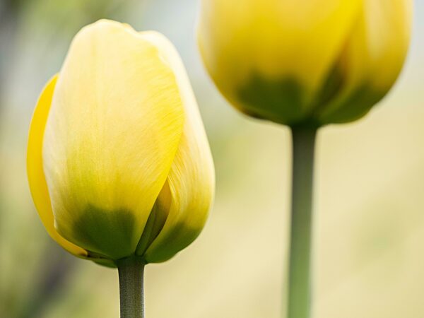 Tulpe (Tulipa), gelbe Blüten, Leoben, Steiermark, Österreich, Europa