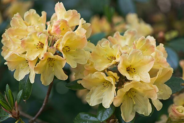 Rhododendronblüten (Rhododendron), Kultivar Nancy Evans, Emsland, Niedersachsen, Deutschland, Europa