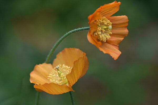 Waldscheinmohn (Meconopsis cambrica), Emsland, Niedersachsen, Deutschland, Europa