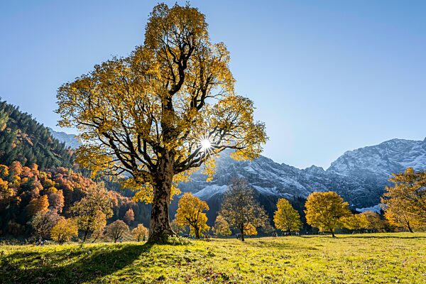 Sonnenstern, Karwendel und großer Ahornboden im Herbst, Gelber Bergahorn, Rißtal in der Eng, Tirol, Österreich, Europa