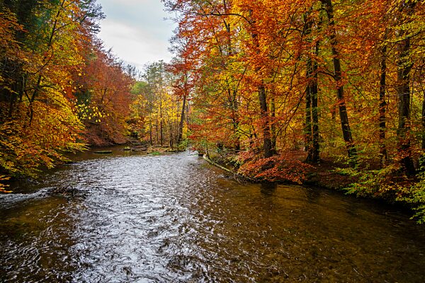Fluss Würm, gelb und rot verfärbte Bäume im Herbst, Flusslandschaft, Würmtal bei Gauting, Bayern, Deutschland, Europa