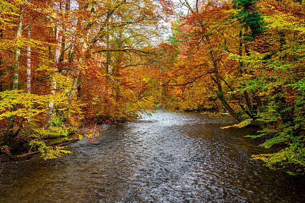 Fluss Würm, gelb und rot verfärbte Bäume im Herbst, Flusslandschaft, Würmtal bei Gauting, Bayern, Deutschland, Europa