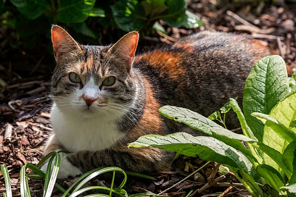 Katze, Europäische Kurzhaar, Hauskatze (Felis catus), dreifarbig, Baden-Württemberg, Deutschland, Europa