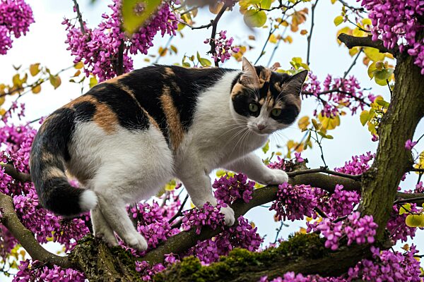 Katze, Europäische Kurzhaar, Hauskatze (Felis catus), dreifarbig, sitzt auf blühendem Judasbaum, Baden-Württemberg, Deutschland, Europa