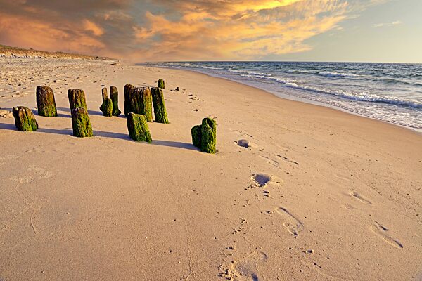 Algenbewachsene Buhnen am Abend am Strand von Rantum, Sylt, nordfriesische Inseln, Nordfriesland, Schleswig-Holstein, Deutschland, Europa