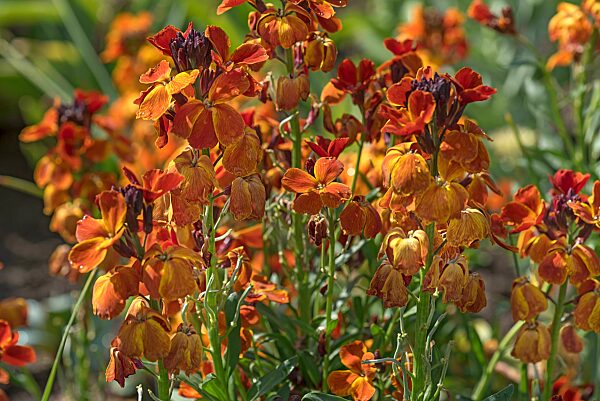Blühender Goldlack (Erysimum cheiri), Botanischer Garten, Erlangen, Mittelfranken, Bayern, Deutschland, Europa