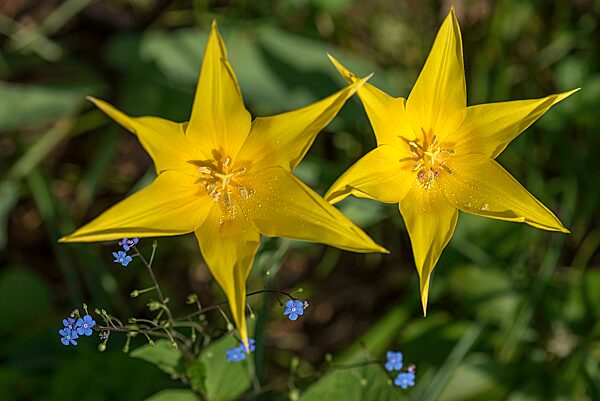 Gelbe Tulpenblüten (Tulipa), Botanischer Garten, Erlangen, Mittelfranken, Bayern, Deutschland, Europa