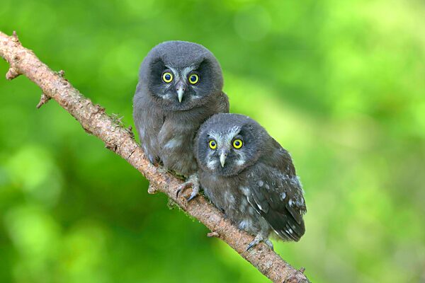 Raufußkauz (Aegolius funereus), zwei Jungvögel sitzen auf einem Lärchenast, Siegerland, Nordrhein-Westfalen, Deutschland, Europa