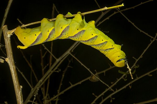 Larve (Raupe) des Schmetterlings Totenkopfschwärmer sitzt auf einem Zweig und frisst ein Blatt auf schwarzem Hintergrund. Nahaufnahme