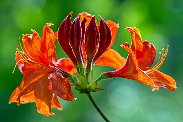 Blüte der Azalee (Azalea), orangefarben, Baden-Württemberg, Deutschland, Europa
