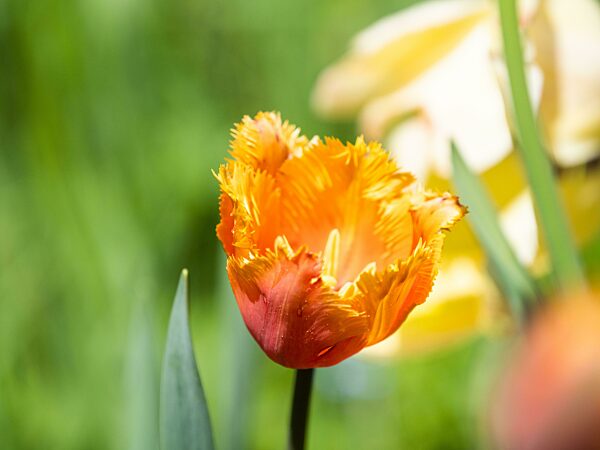 Tulpenblüte (Tulipa), Leoben, Steiermark, Österreich, Europa