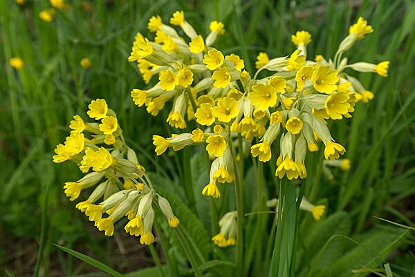 Echte Schlüsselblumen (Primula veris) Bayern, Deutschland, Europa