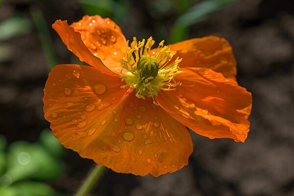 Islandmohn (Papaver nudicaule) mit Tautropfen, Botanischer Garten, Erlangen, Mittelfranken, Bayern, Deutschland, Europa