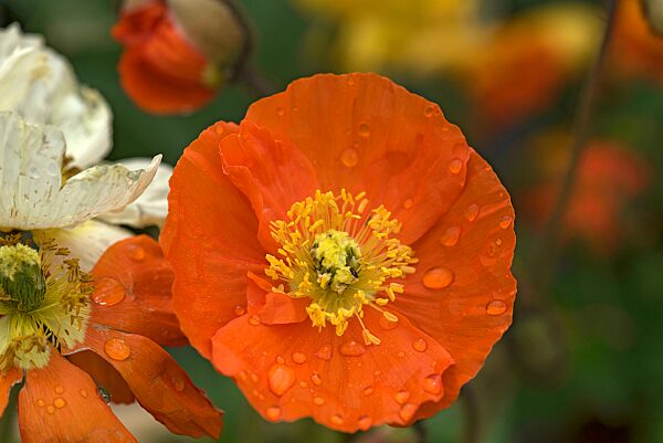 Islandmohn (Papaver nudicaule) mit Tautropfen, Botanischer Garten, Erlangen, Mittelfranken, Bayern, Deutschland, Europa