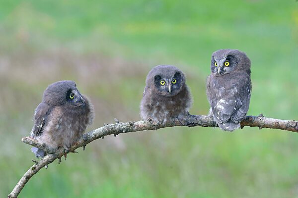 Raufußkauz (Aegolius funereus), drei Jungvögel sitzen auf einem Lärchenast, Siegerland, Nordrhein-Westfalen, Deutschland, Europa