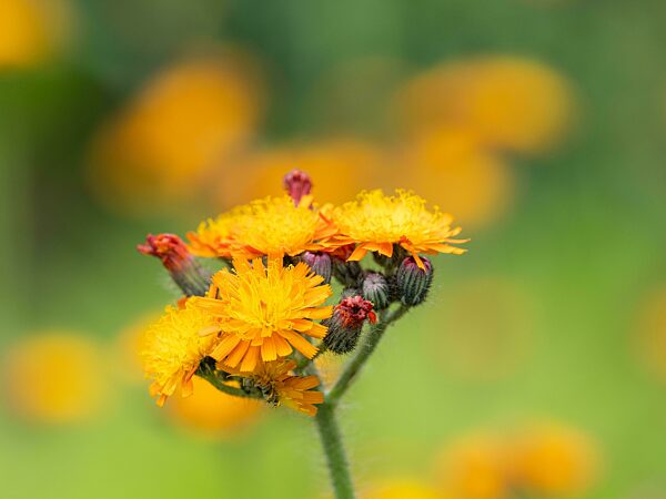 Orangerote Habichtskraut (Hieracium aurantiacum), Admont, Steiermark, Österreich, Europa