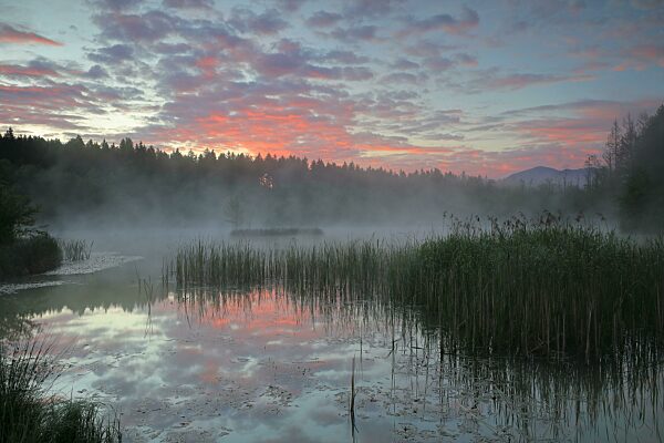 Moorsee mit Morgenrot, Nebel, Gewöhnliches Schilf (Phragmites australis), Birke (Betula), Birkengewächse (Betulaceae), Mischwald, Murnauer Moos, Murnau, Oberbayern, Bayern, Deutschland, Europa