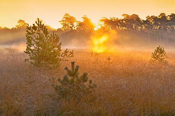 Kiefern (Pinus sylvestris) im Moor im Morgenrot, Niederrhein, Nordrhein-Westfalen, Deutschland, Europa