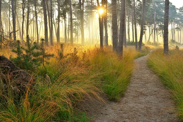 Weg im Kiefernwald (Pinus sylvestris) mit Sonnenstrahlen, Niederrhein, Nordrhein-Westfalen, Deutschland, Europa