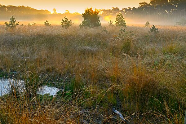 Kiefern (Pinus sylvestris) im Moor im Morgenrot, Niederrhein, Nordrhein-Westfalen, Deutschland, Europa