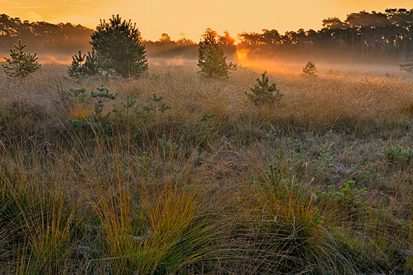 Sonnenaufgang im Moor mit Gras und Kiefern (Pinus silvestris), Niederrhein, Nordrhein-Westfalen, Deutschland, Europa