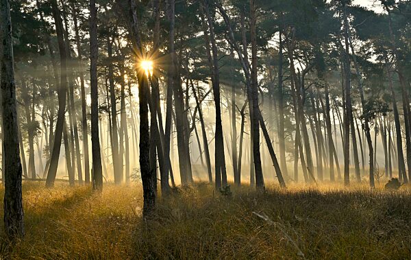 Kiefernwald (Pinus sylvestris) mit Sonnenstrahlen, Niederrhein, Nordrhein-Westfalen, Deutschland, Europa