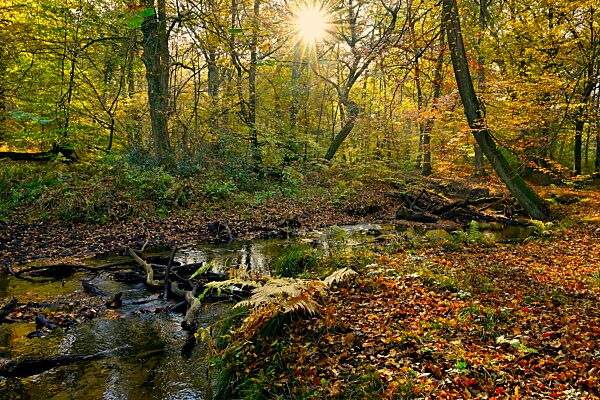 Rotbach im herbstlichen Hiesfelder Wald mit Sonnenstern, Oberhausen, Ruhrgebiet, Nordrhein-Westfalen, Deutschland, Europa