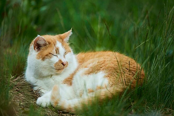 Hauskatze (Felis catus), liegend auf einer Wiese, Bayern, Deutschland, Europa
