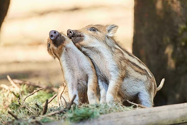 Frischling, Wildschwein (Sus scrofa) in einem Wald, Bayern, Deutschland, Europa