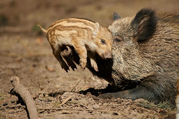 Wildschwein (Sus scrofa) mit ihrem Frischling (Quietscher) in einem Wald, Bayern, Deutschland, Europa