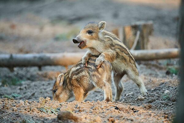 Frischling, Wildschwein (Sus scrofa) in einem Wald, Bayern, Deutschland, Europa